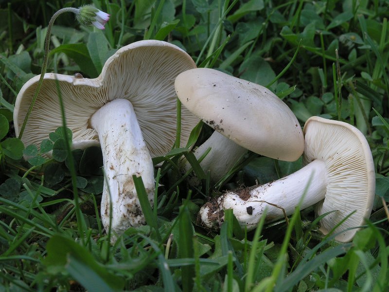 Se l''habitat naturale non risponde...........